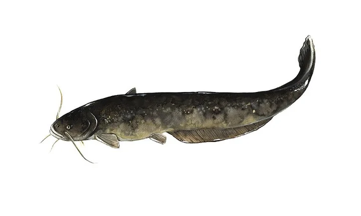 Wels catfish