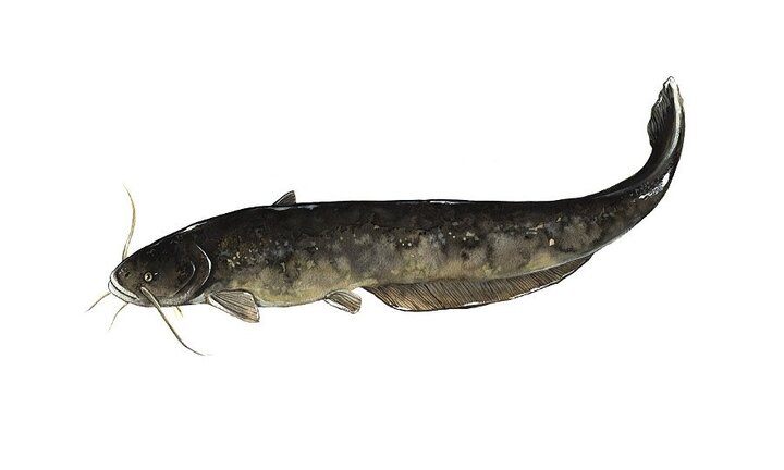 Wels catfish