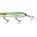 Real Gizzard Shad