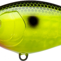 Black Back Chartreuse