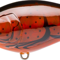 Translucent Brown Crawfish