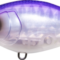 Sunset Shad