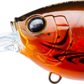 Translucent Brown Crawfish