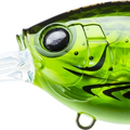 Translucent Green Crawfish