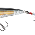 Real Golden Shiner
