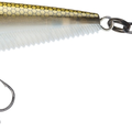 Gizzard Shad