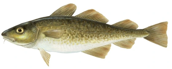 Atlantic cod