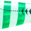 Zebra Luminous Green