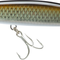 Bronze Shiner