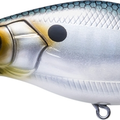 Gizzard Shad
