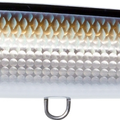 Bronze Shiner