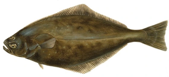 Atlantic halibut