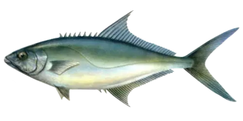 Leerfish