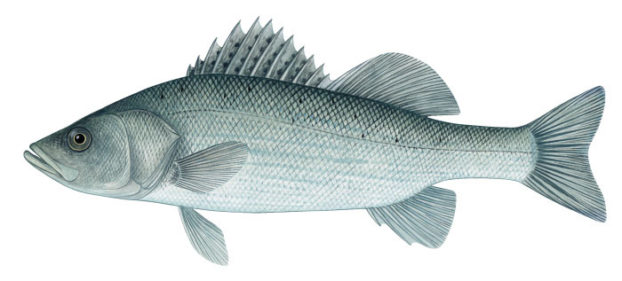 Japanese sea bass