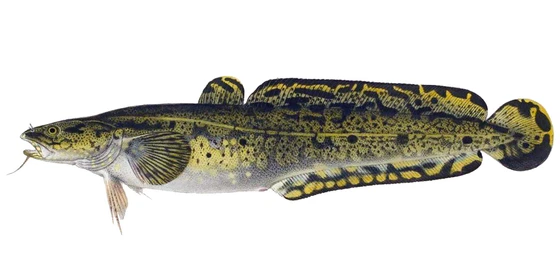 Burbot