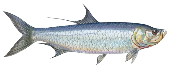 Atlantic tarpon