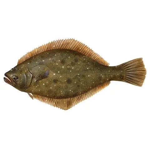 Olive flounder