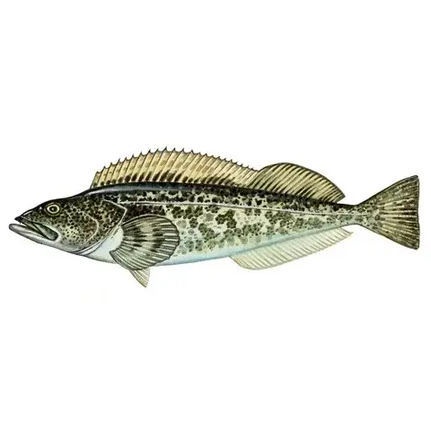 Lingcod