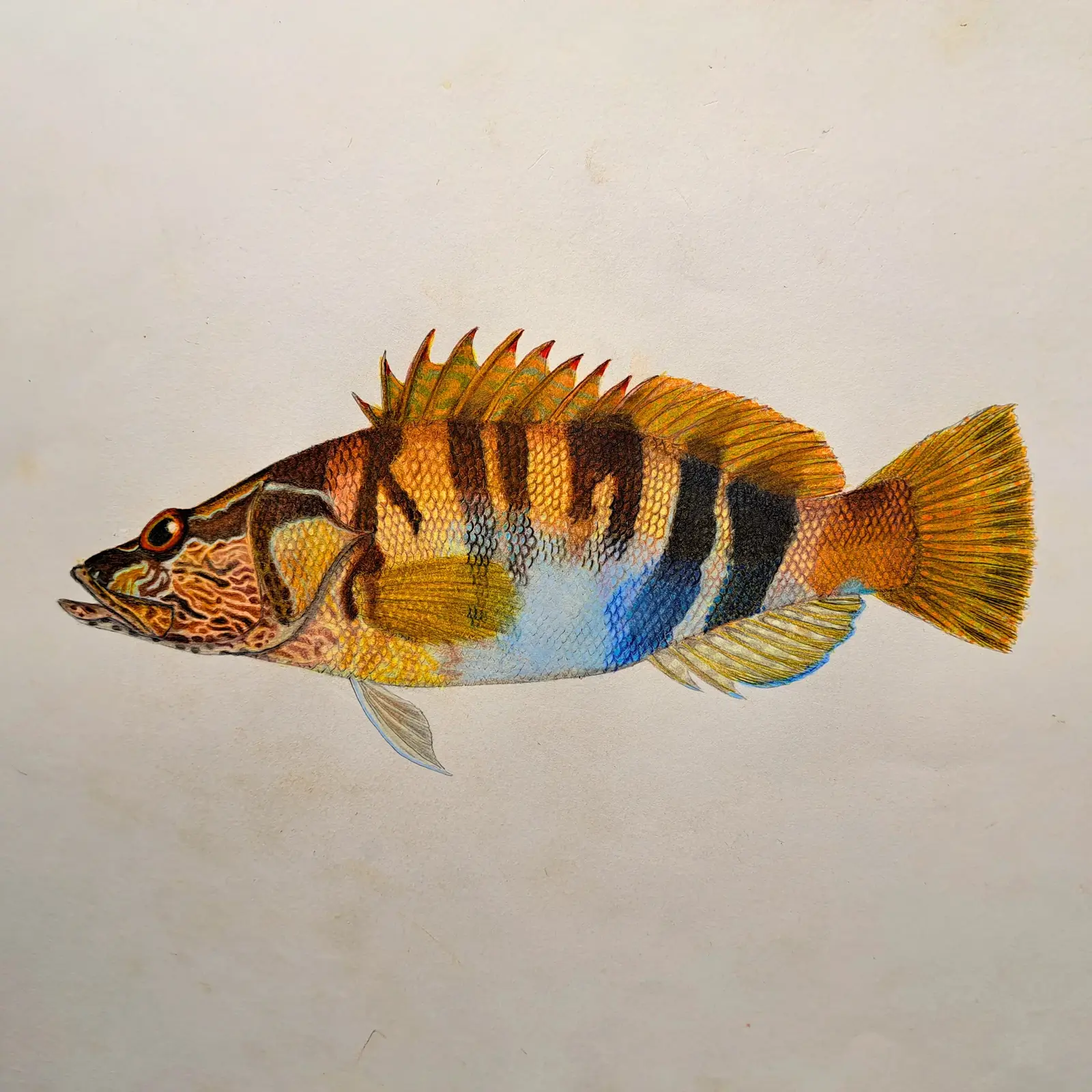 Painted comber