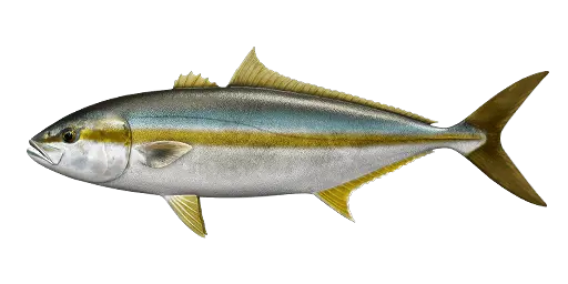 Japanese amberjack