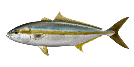 Japanese amberjack