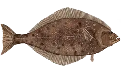 Pacific halibut