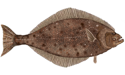 Pazifischer Heilbutt