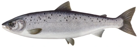 Atlantischer Lachs