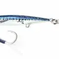 Sardine