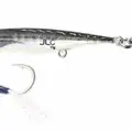 Horse Mackeral