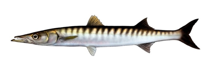 Yellowmouth barracuda