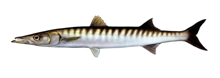 Yellowmouth barracuda