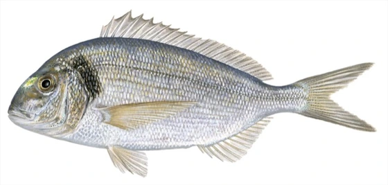 Gilt-head bream