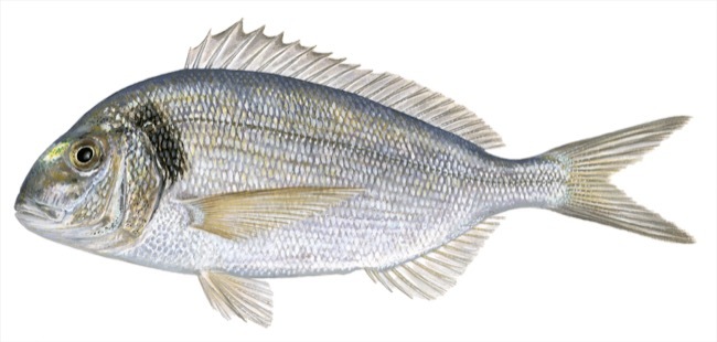 Gilt-head bream
