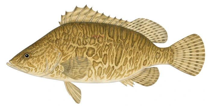 Mandarin fish