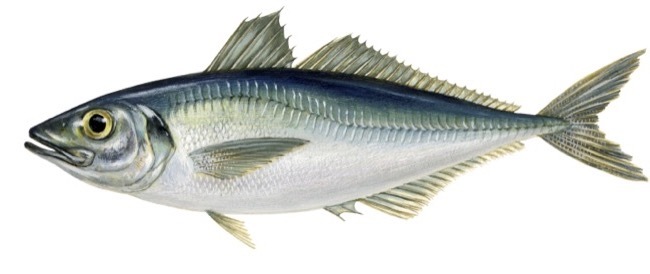 Atlantic horse mackerel