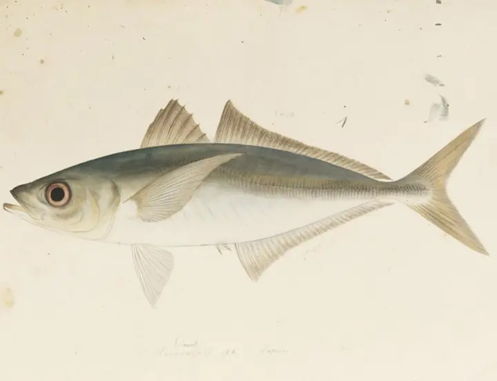 Japanese horse mackerel