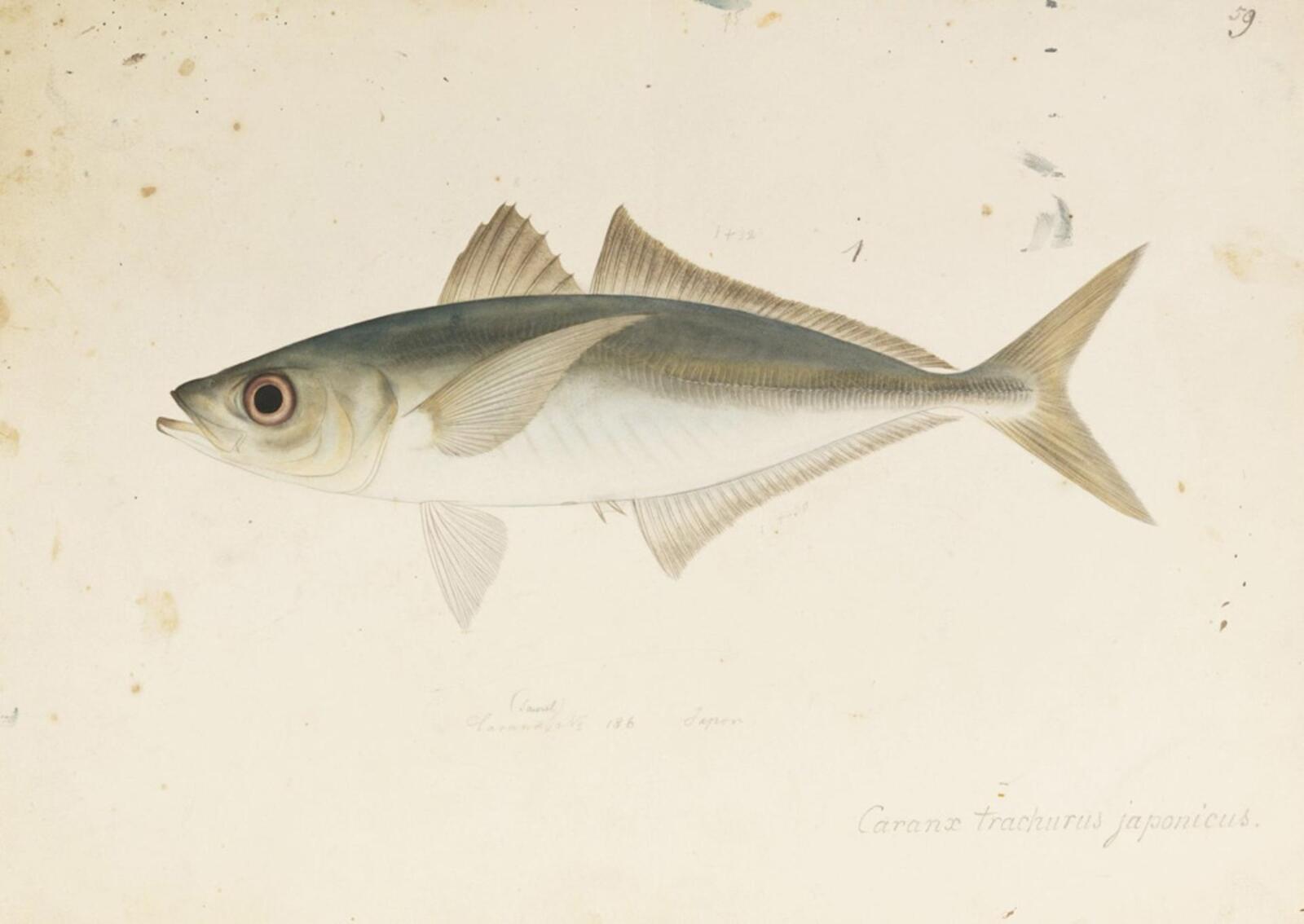 Japanese horse mackerel