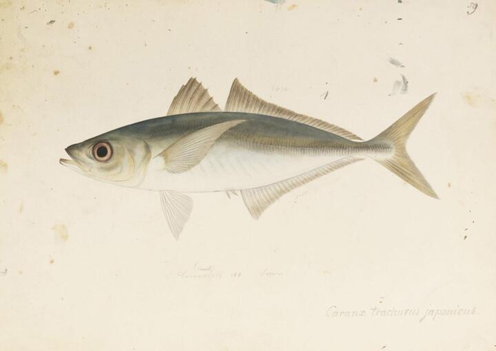 Japanese horse mackerel
