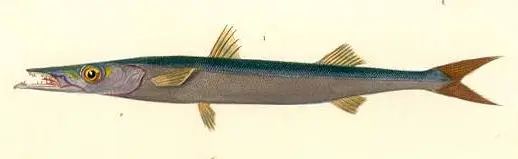 Sphyraena Sphyraena