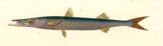 Sphyraena Sphyraena