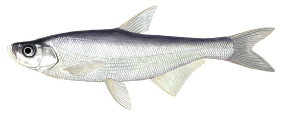 Topmouth culter