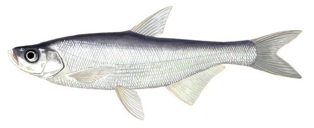 Topmouth culter