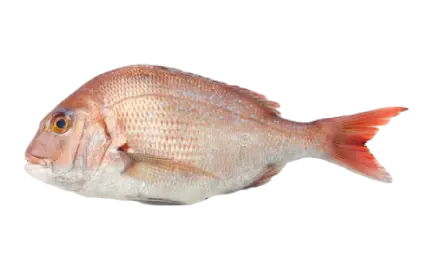 Red porgy