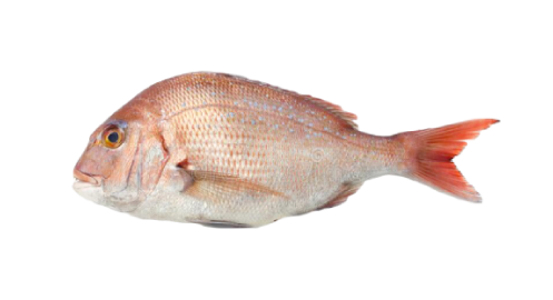 Red porgy