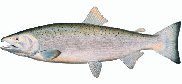 Cohozalm
