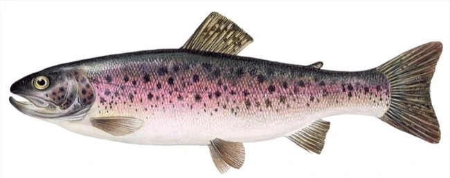 Rainbow trout
