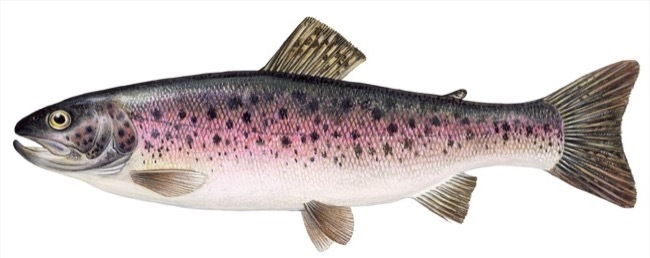 Дъгова пъстърва