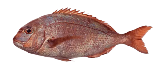 Red seabream