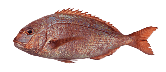 Red seabream